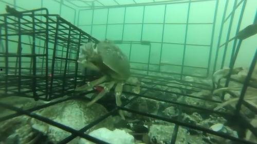 抓螃蟹的视频,海洋捕捞的精彩瞬间